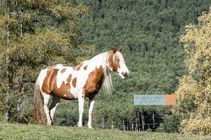 Pferd Horse Mieminger Plateau Mountains Tirol Herbst autumn - Michael Deutschmann, Akad. Mentalcoach - Photography - Mentalcoaching Hypnose Seminare - Mental Austria