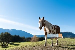 Pferd Horse Mieminger Plateau Mountains Tirol Herbst autumn - Michael Deutschmann, Akad. Mentalcoach - Photography - Mentalcoaching Hypnose Seminare - Mental Austria