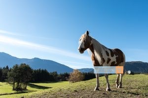 Pferd Horse Mieminger Plateau Mountains Tirol Herbst autumn - Michael Deutschmann, Akad. Mentalcoach - Photography - Mentalcoaching Hypnose Seminare - Mental Austria