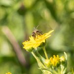 Biene Bee Blume flower Herbst autumn - Michael Deutschmann, Akad. Mentalcoach - Photography - Mentalcoaching Hypnose Seminare - Mental Austria